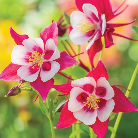 Happy Autumn into Winter!🌷 - Picture 14 of 16